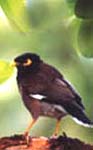 Common Myna (Shalik)