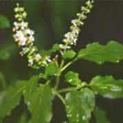 TULSI