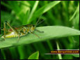 Insects Wallpaper